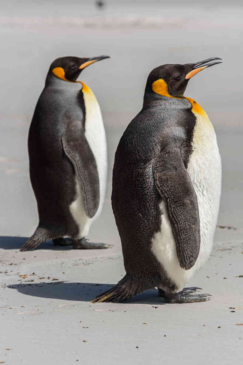 Pingüino Rey - islas Falkland o Malvinas 15.jpg